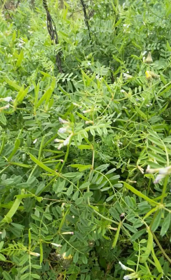 山野豌豆