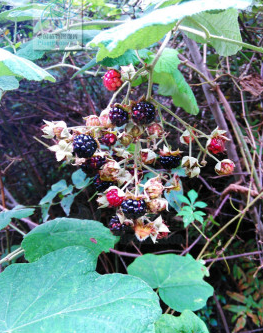 川莓