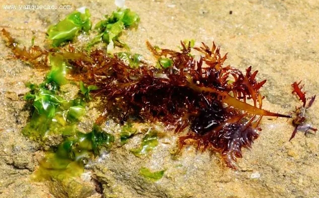 舌状蜈蚣藻