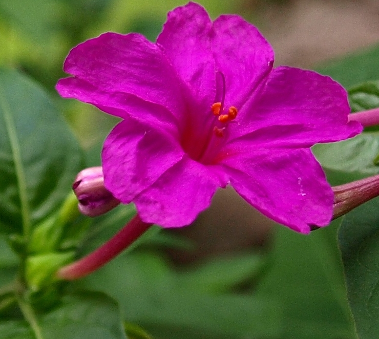 喜马拉雅紫茉莉