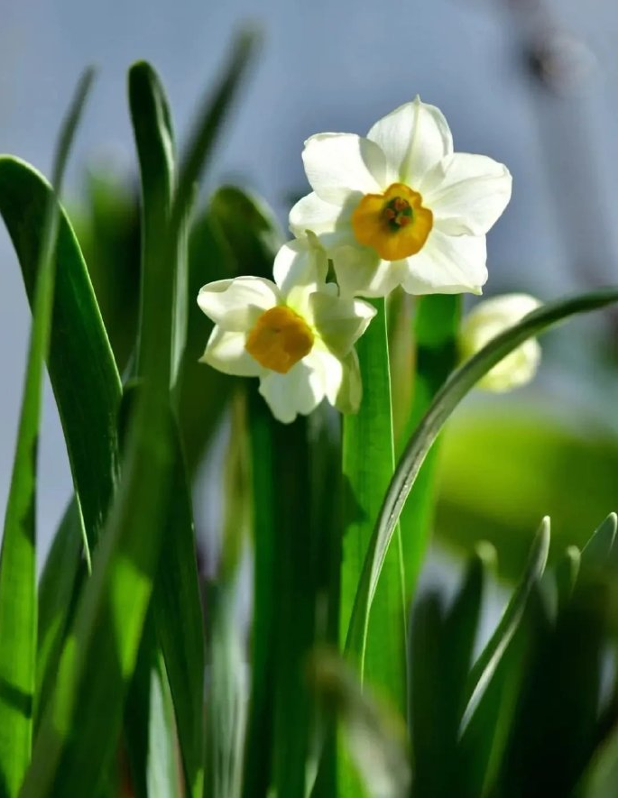 水仙花